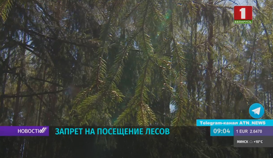 Временный запрет на посещение лесов введен в 84 районах Беларуси