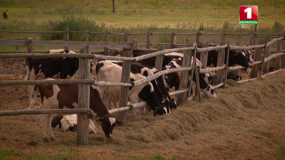 Как скрывали падеж скота и продавали тухлое мясо в Климовичском районе