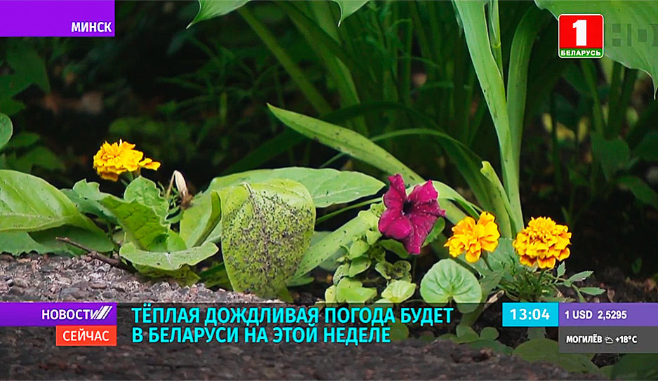 Теплая дождливая погода будет в Беларуси на этой неделе