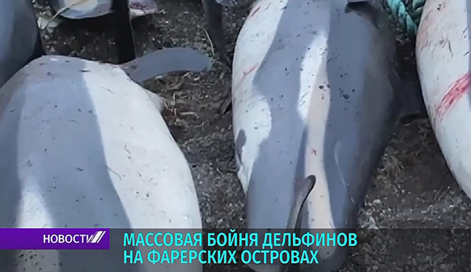 На Фарерских островах загнали на мелководье и убили полторы тысячи белобоких дельфинов
