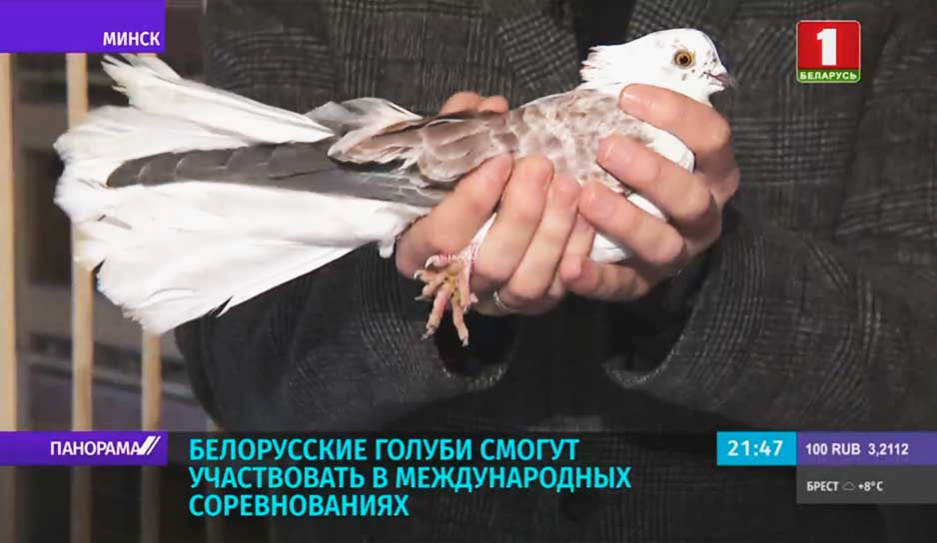 Белорусские голуби смогут участвовать в международных соревнованиях