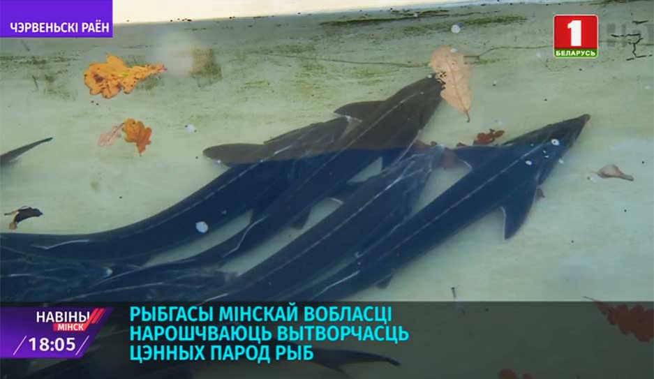 Рыбхозы  Минской области наращивают производство ценных пород рыб