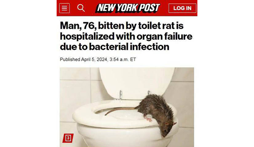 Выпрыгнувшая из унитаза крыса покусала мужчину и заразила опасной болезнью