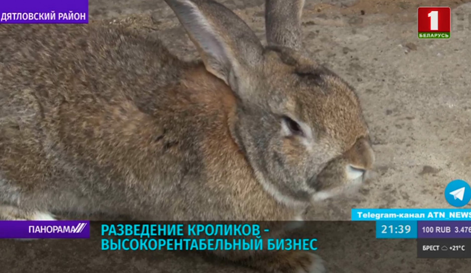 В одном из хозяйств Гродненской области решили возродить кролиководство