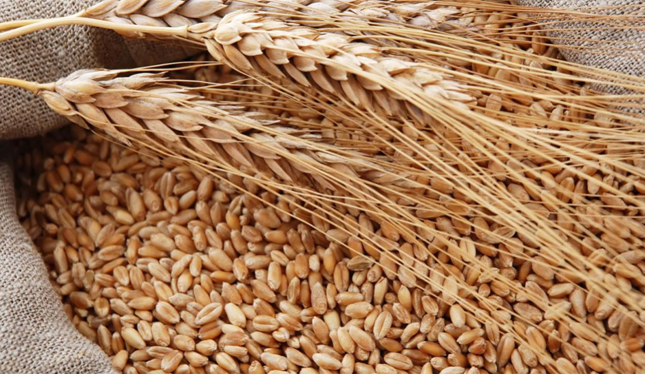 Литовский бизнес хочет и дальше торговать российским зерном