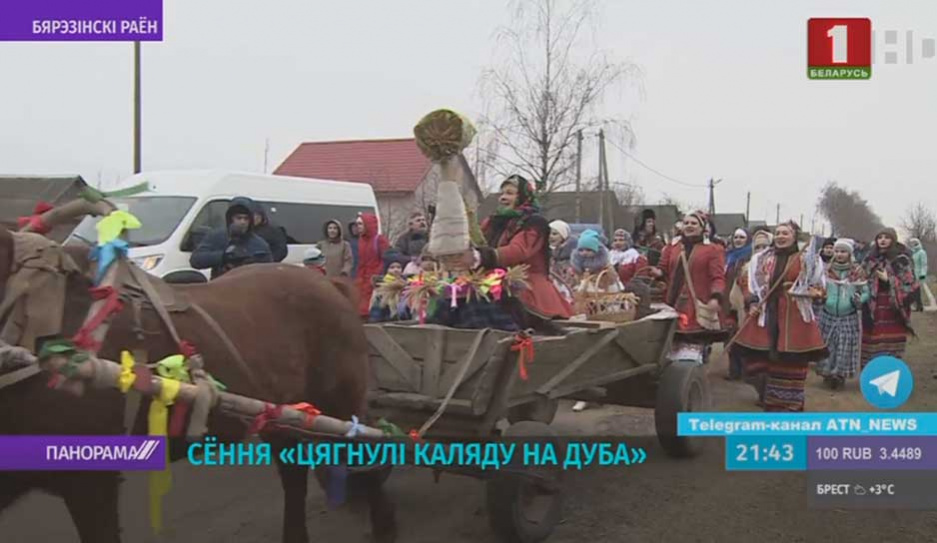 Традиционный обряд Тянуть Коляду на дуба прошел в деревне Новины