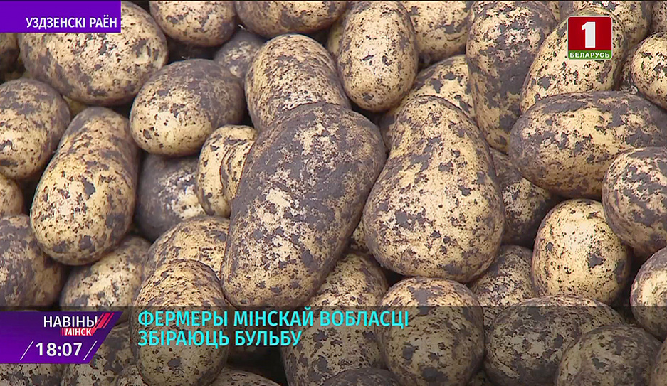 Сельхозпредприятия Минской области планируют собрать более 300 тыс. т картофеля