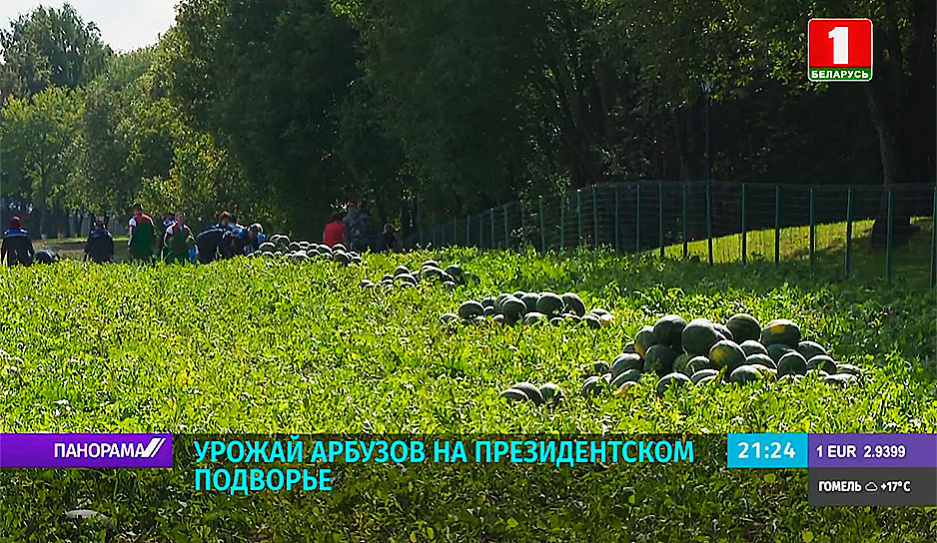 Урожай арбузов на подворье Президента - собрано уже порядка 45 тонн