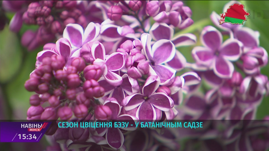 Время цветения сирени в Ботаническом саду Минска 