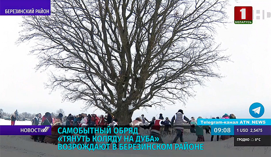 Самобытный обряд Тянуть коляду на дуба возрождают в Березинском районе