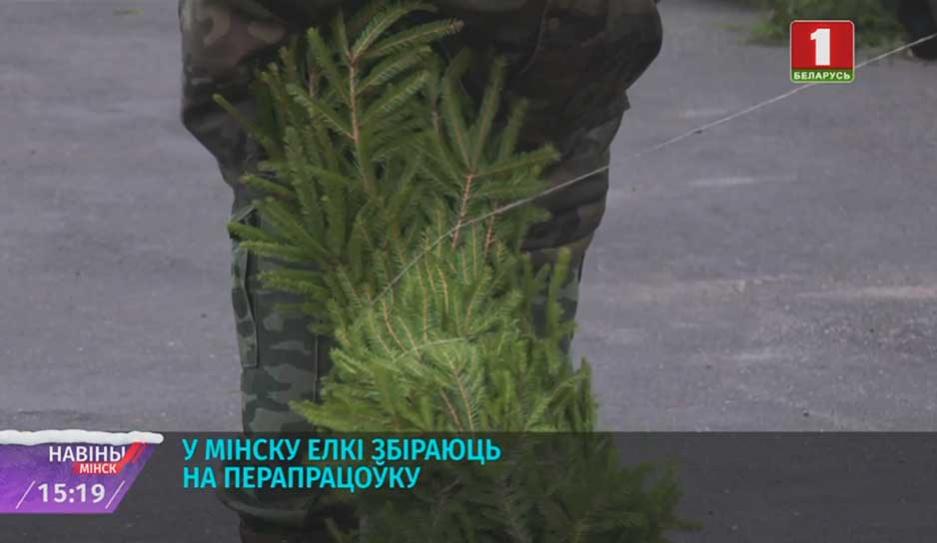 В Минске елки собирают на переработку