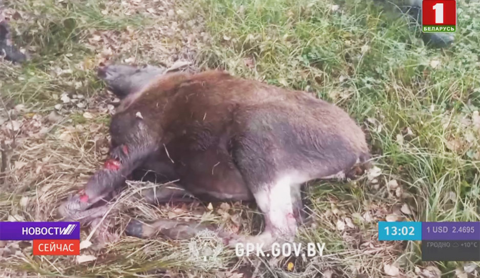 На белорусской границе продолжают гибнуть животные из-за ограждений со стороны соседних стран