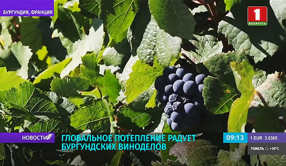 Виноделы Бургундии сообщают о небывало раннем созревании винограда