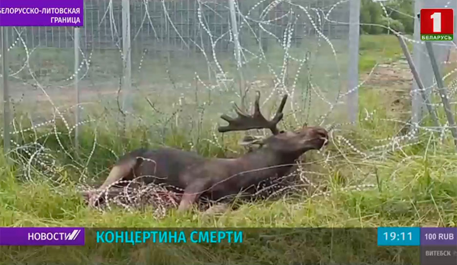 Нижегородцы освободили лося из ловушки с помощью трактора (видео) - горыныч45.рф