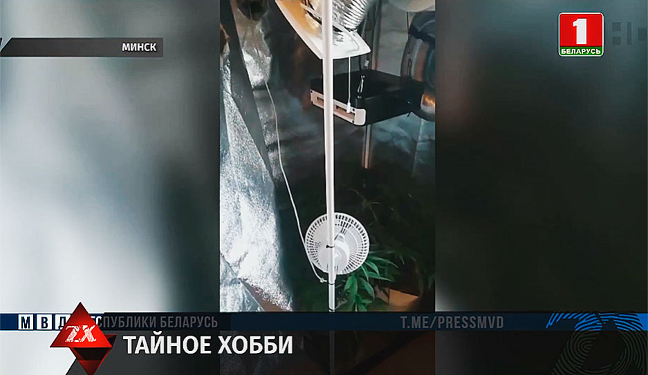 Наркоконтроль задержал в Минске владельцев мини-лаборатории по выращиванию конопли