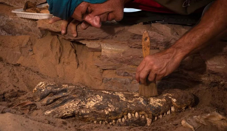 Гробницу с мумиями крокодилов обнаружили в Египте