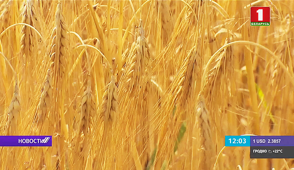Первый миллион тонн зерна намолотили белорусские аграрии      