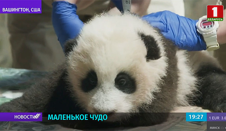 Детеныша панды в зоопарке назвали Сяо Ци Цзи, что переводится  с китайского как маленькое чудо