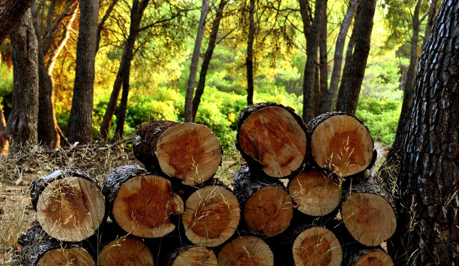Заготовка древесины, экспорт и цены - как теперь работает лесная отрасль в Беларуси?