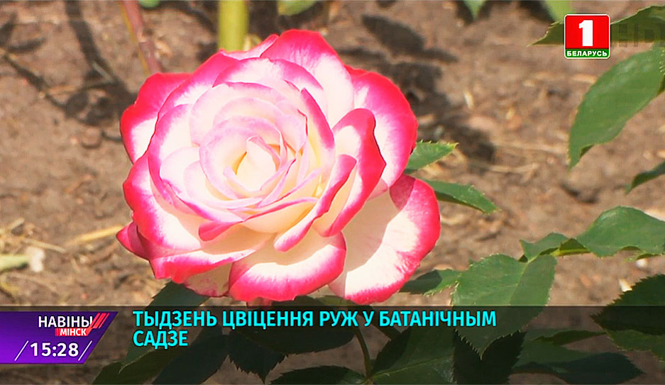 Парад роз в Ботаническом саду: в коллекции более 270 сортов