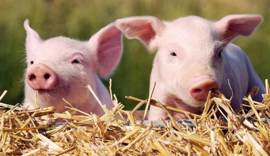 В Эстонии с каждым годом все меньше свиней