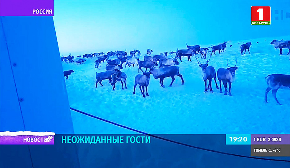 Более ста северных оленей забрели на промышленную площадку компании Белоруснефть-Сибирь