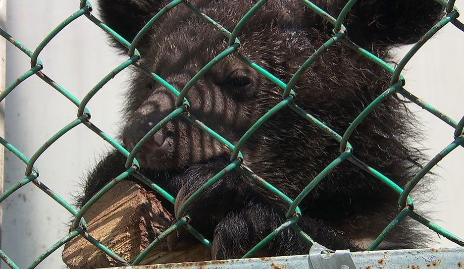 В Гродненском зоопарке поселилась пара гималайских медвежат