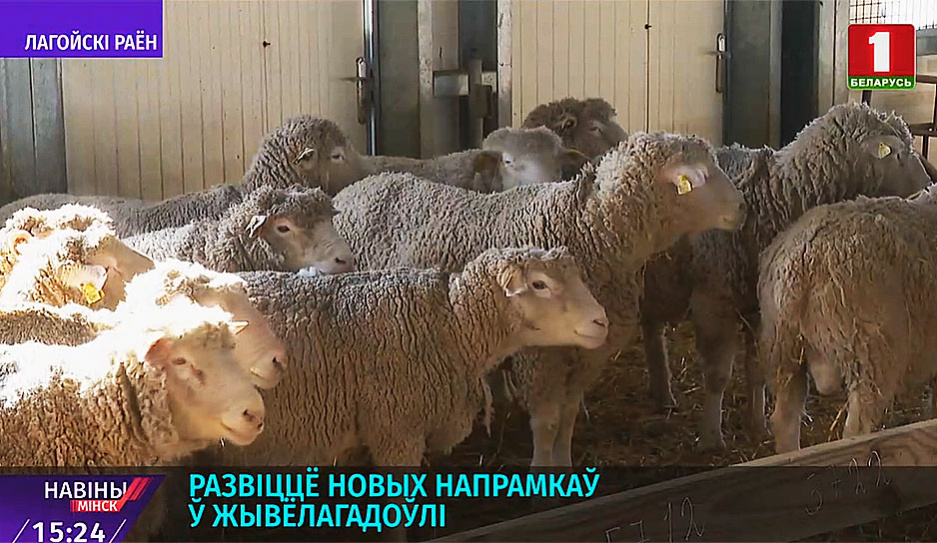 Новые направления в животноводстве развивают сельхозорганизации Минской области