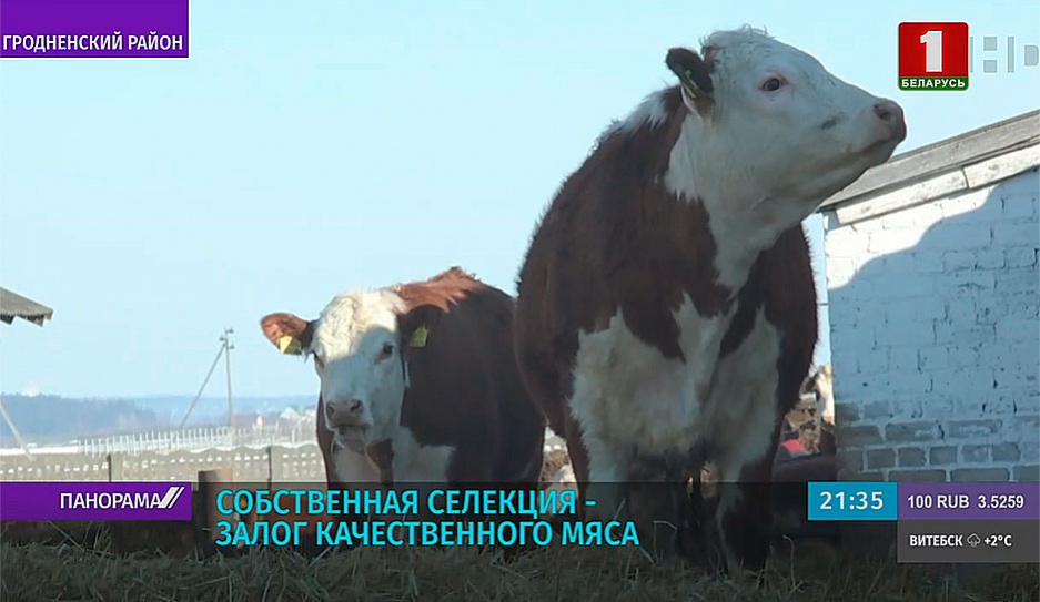 Белорусская мраморная говядина на экспорт