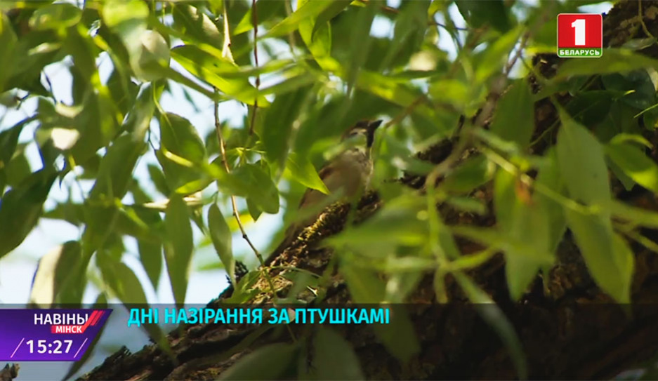 Минчанам предлагают поймать как можно больше птиц через объектив