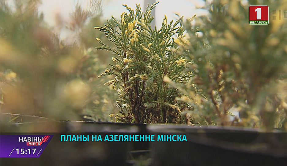 Более 12 тысячи деревьев и почти 40 тысяч кустов высадят в этом году в Минске 