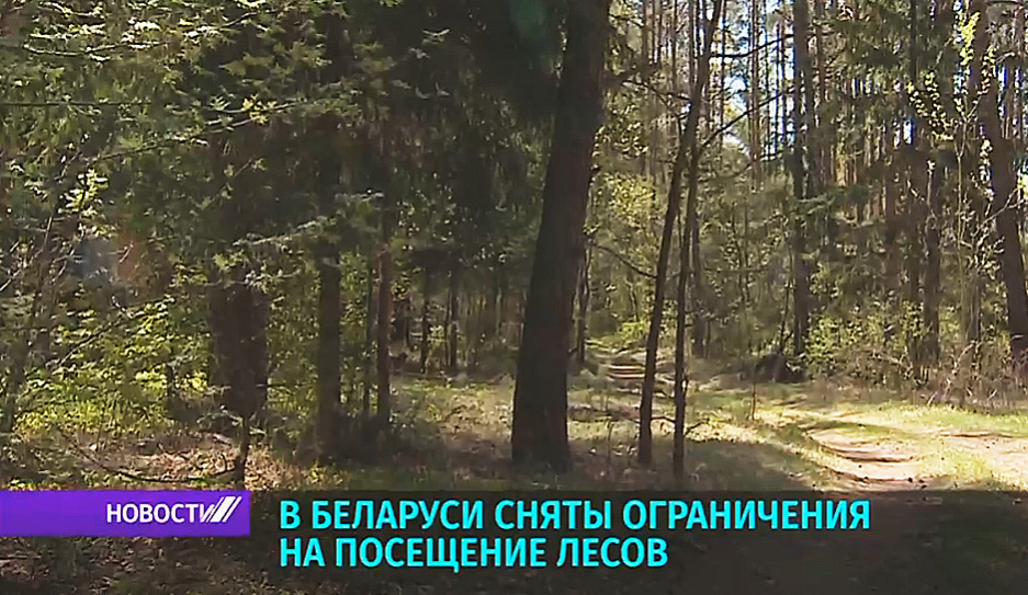 В Беларуси сняты ограничения на посещение лесов