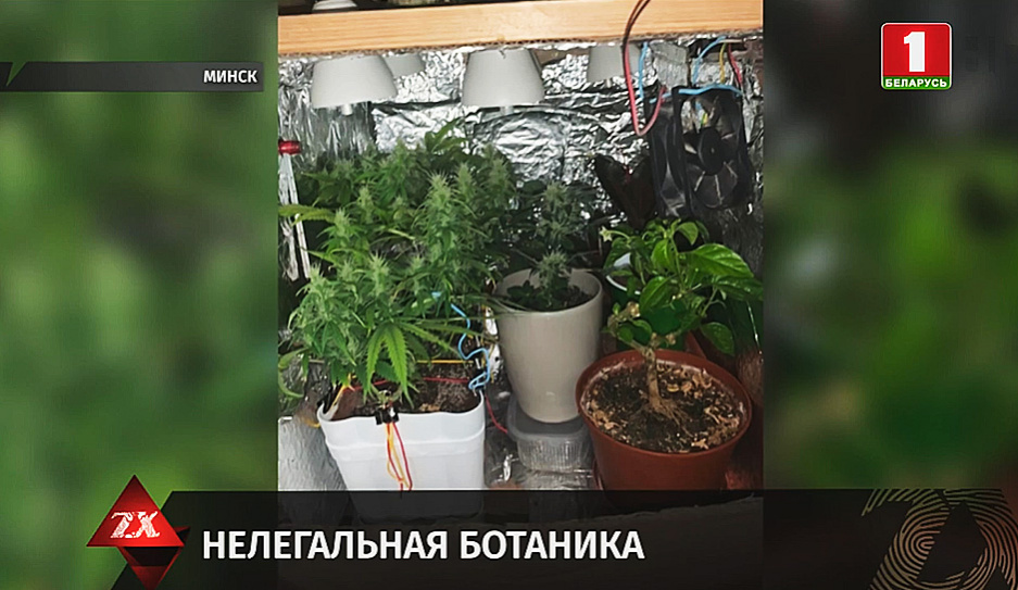 В Витебской области бойцы наркоконтроля разоблачили нелегального ботаника