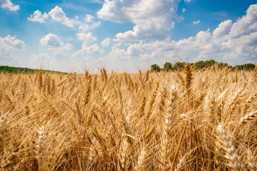 Сколько зерновых по Беларуси осталось убрать аграриям?