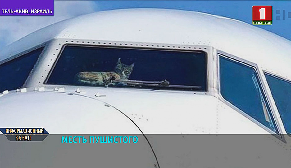 В аэропорту Тель-Авива  в припаркованном самолете кто-то забыл  кота