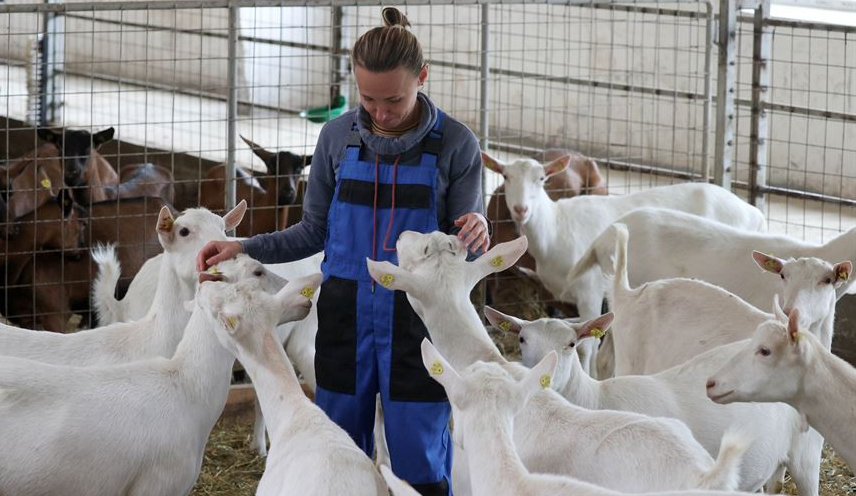 Первая в Беларуси государственная козья ферма работает в Могилевской области