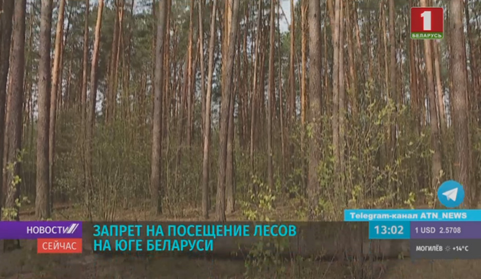 Ограничения на посещение лесов введены в Мозырском и Столинском районах