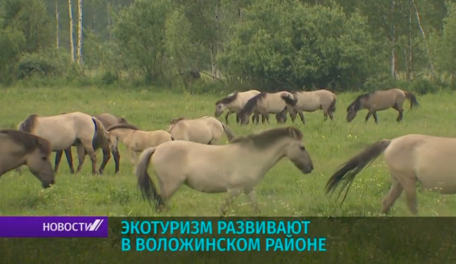 Экотуризм развивают в Воложинском районе
