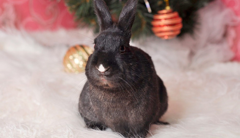 Кролик станет обязательным элементом новогоднего декора