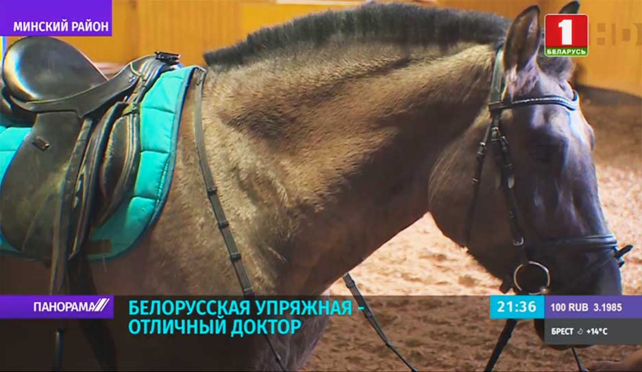 Какими качествами обладает белорусская упряжная - единственная национальная порода лошадей 