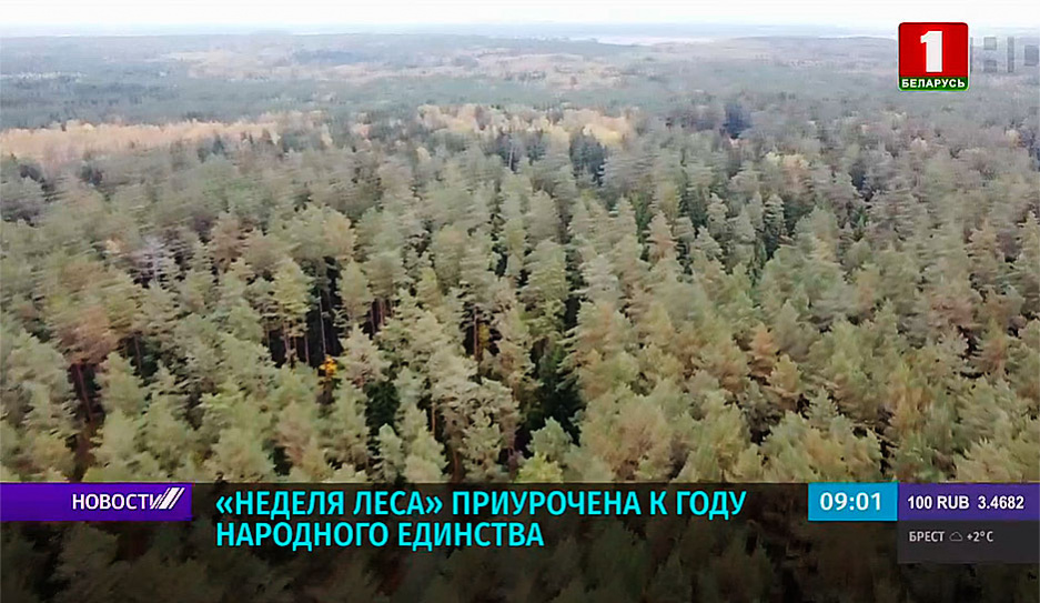 В Беларуси стартует  Неделя леса. Стать участником акции может каждый