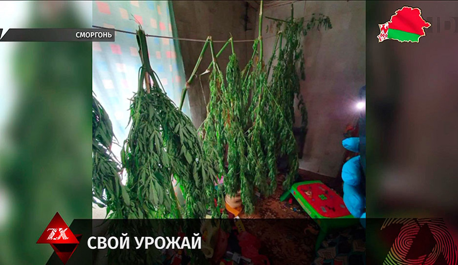 В Сморгони бойцы наркоконтроля задержали мужчину, выращивающего коноплю